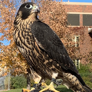Meet The Birds - pay in full (peregrine falcon)