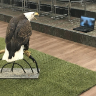 Eagle with computer