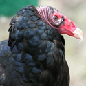 Turkey Vulture