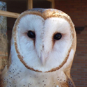 Barn Owl