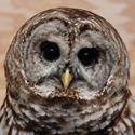 Barred Owl
