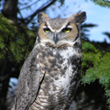Great Horned Owl