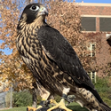 Peregrine Falcon
