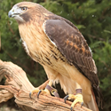 Red-tailed hawk